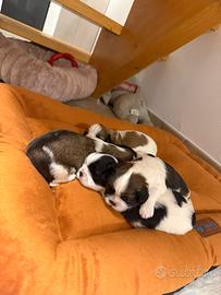 SHIH TZU CUCCIOLI