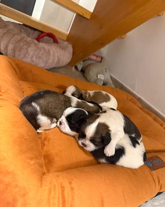 SHIH TZU CUCCIOLI