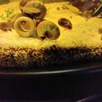 40 lumache planorbarius 