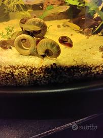 40 lumache planorbarius 