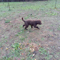 Lagotto maschio da riproduzione