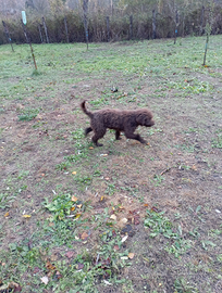 Lagotto maschio da riproduzione