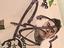 Immagine 3