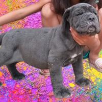 Cucciole mastino napoletano altissima genealogia