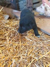 Cuccioli di maremmano