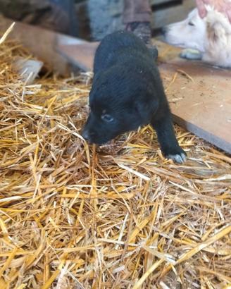 Cuccioli di maremmano