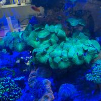 Roccia con discosomi