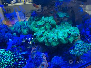 Roccia con discosomi