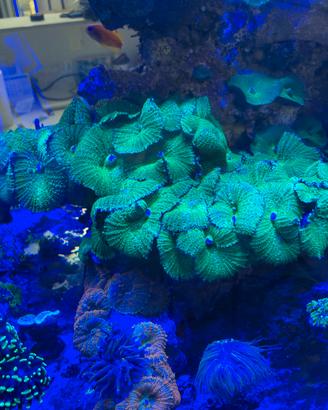 Roccia con discosomi