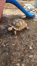 Tartaruga africana