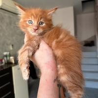 Cuccioli Maine coon