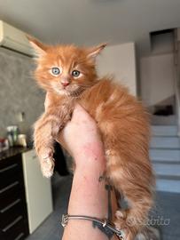 Cuccioli Maine coon
