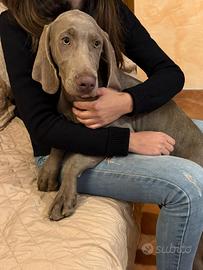 Cucciolo maschio di Weimarainer