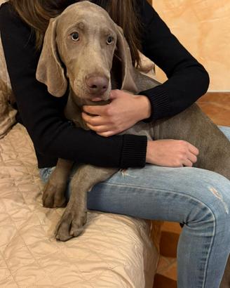 Cucciolo maschio di Weimarainer
