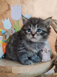 Gattini siberiani ipoallergenici