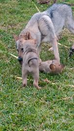 Cuccioli cane lupo cecoslovacco