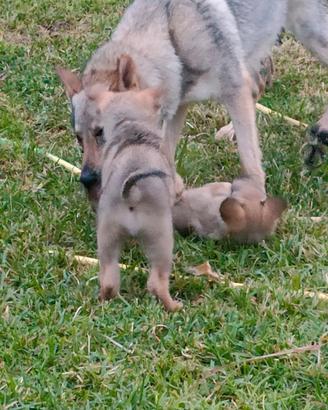 Cuccioli cane lupo cecoslovacco