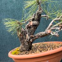 Pre Bonsai  Pino nero  2