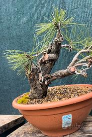 Pre Bonsai  Pino nero  2