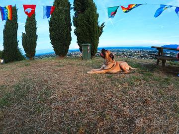 Cane corso