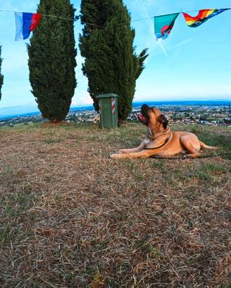 Cane corso