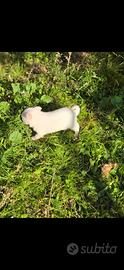 Volpino taglia mini (no pedigree)