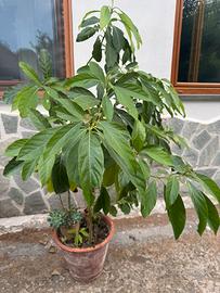 Piante di Avocado