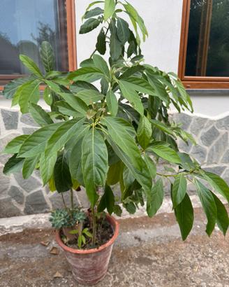 Piante di Avocado