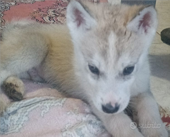 Husky siberian