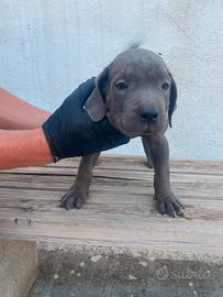 Cane corso