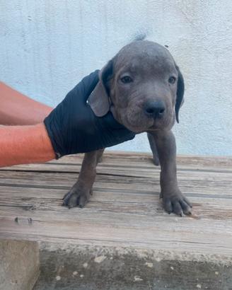 Cane corso