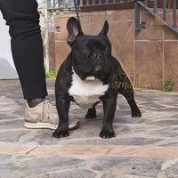 Bulldog Blu disponibile per monta