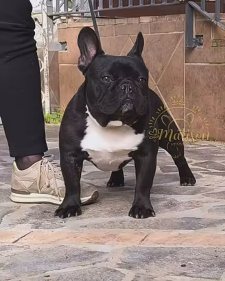 Bulldog Blu disponibile per monta