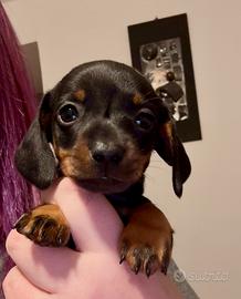 Cuccioli di bassotti da allevamento