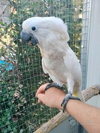 Cacatua Alba - ciuffo bianco