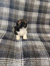 Cuccioli Shih Tzu