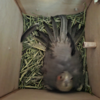 Vendita pulli calopsite allevati a mano