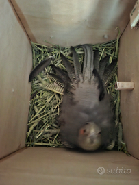 Vendita pulli calopsite allevati a mano