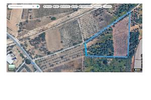 Terreno in agro di triggiano uliveto e libero