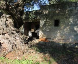 CASA DI CORTE A CAROVIGNO