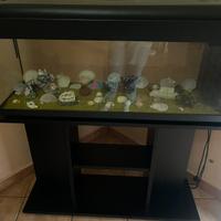 Acquario