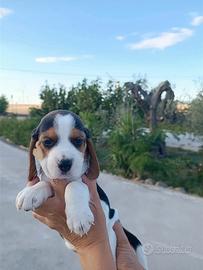 Beagle tricolore