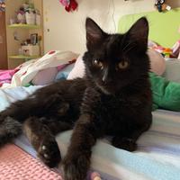 Reg.alo gatto