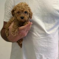 Maltipoo rosso red " Toy "