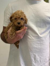 Maltipoo rosso red " Toy "