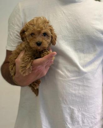 Maltipoo rosso red " Toy "