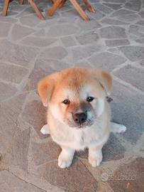 Cuccioli Akita Inu giapponese