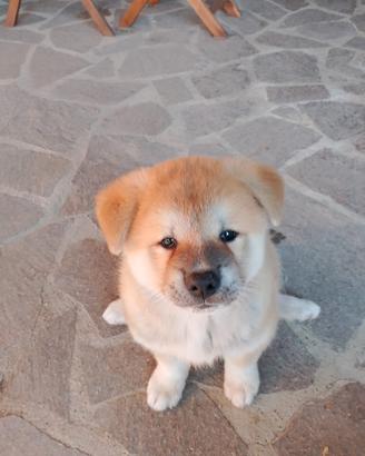Cuccioli Akita Inu giapponese