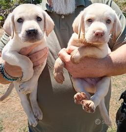 CUCCUIOLI di LABRADRO AMERICANO