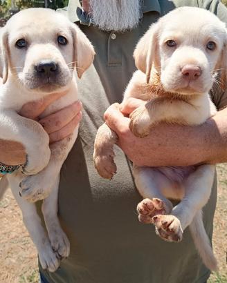 CUCCUIOLI di LABRADRO AMERICANO